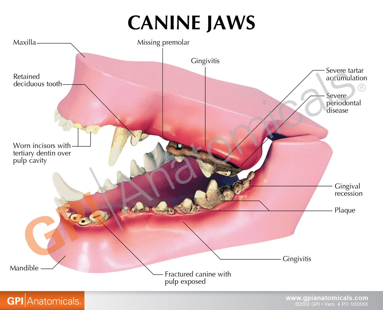 Canine Jaw Anatomy Model