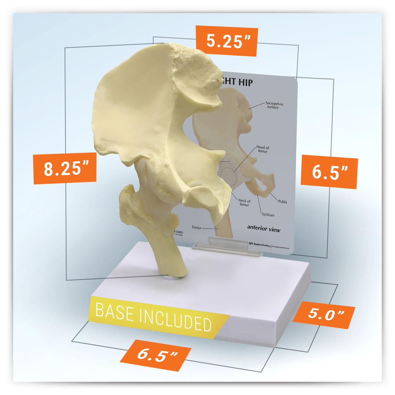 Hip Joint Anatomy Model