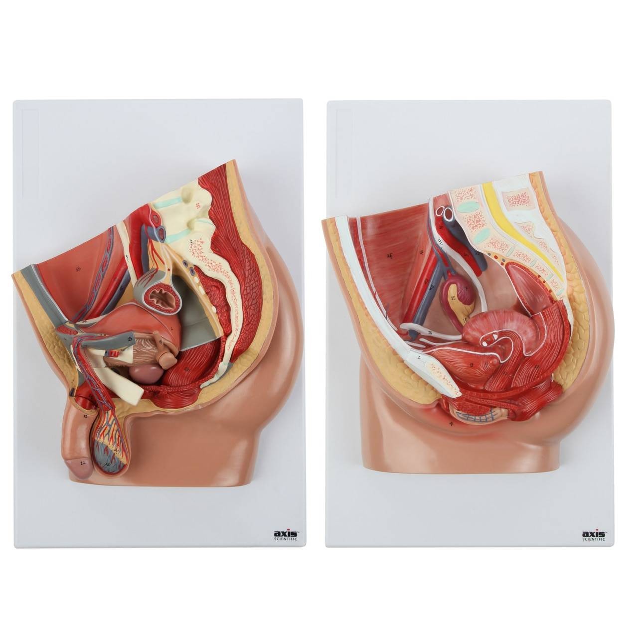 Axis Scientific Pelvis Anatomy Model Set | Anatomy Warehouse
