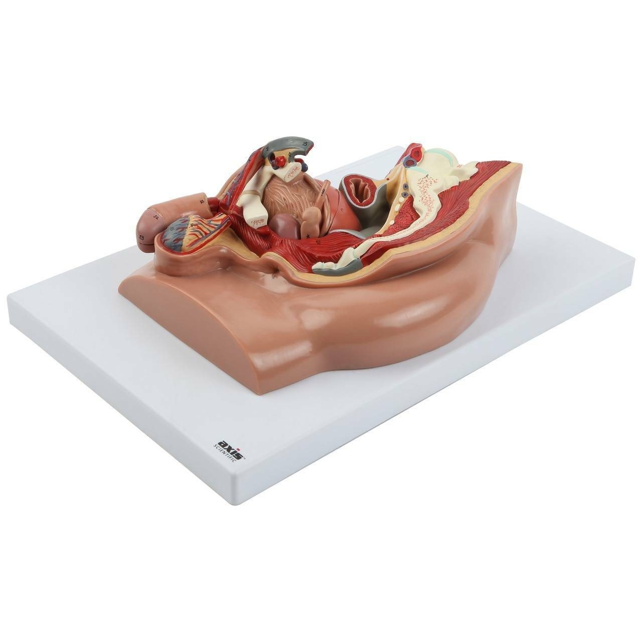 Axis Scientific Pelvis Anatomy Model Set