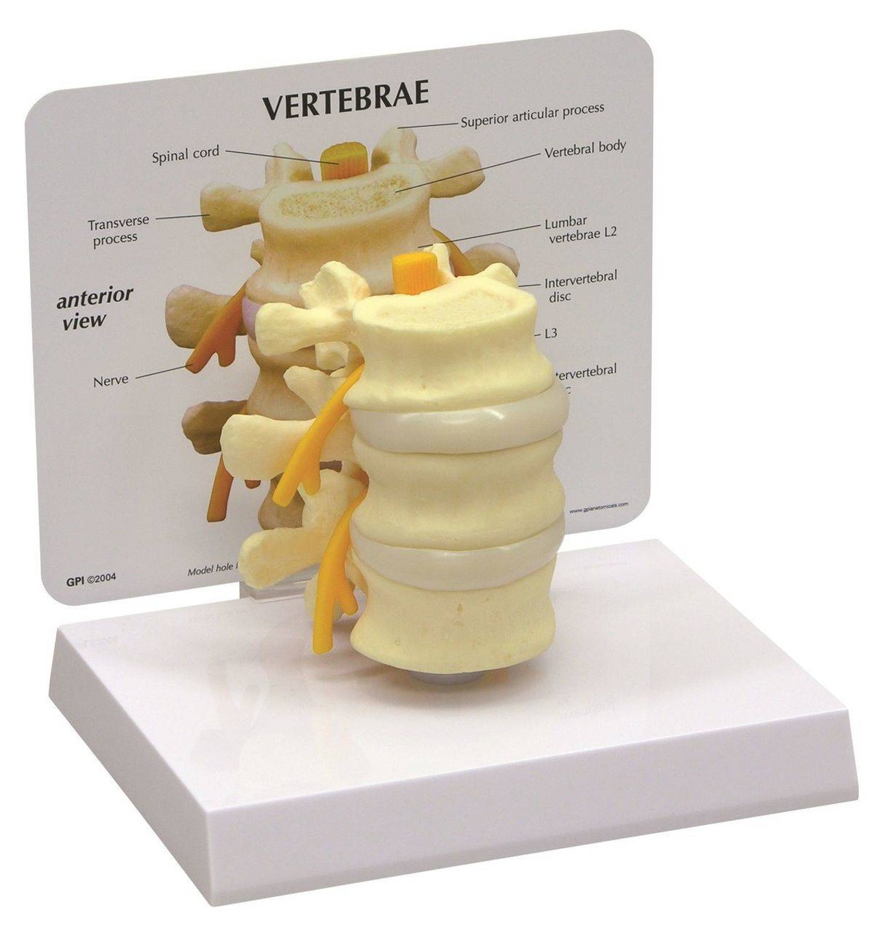 3 Piece Vertebrae Anatomy Model, L2 L3 and L4