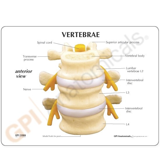3 Piece Vertebrae Anatomy Model, L2 L3 and L4