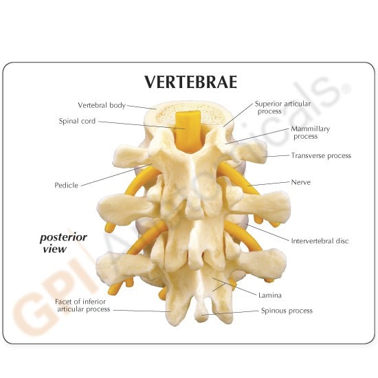 3 Piece Vertebrae Anatomy Model, L2 L3 and L4