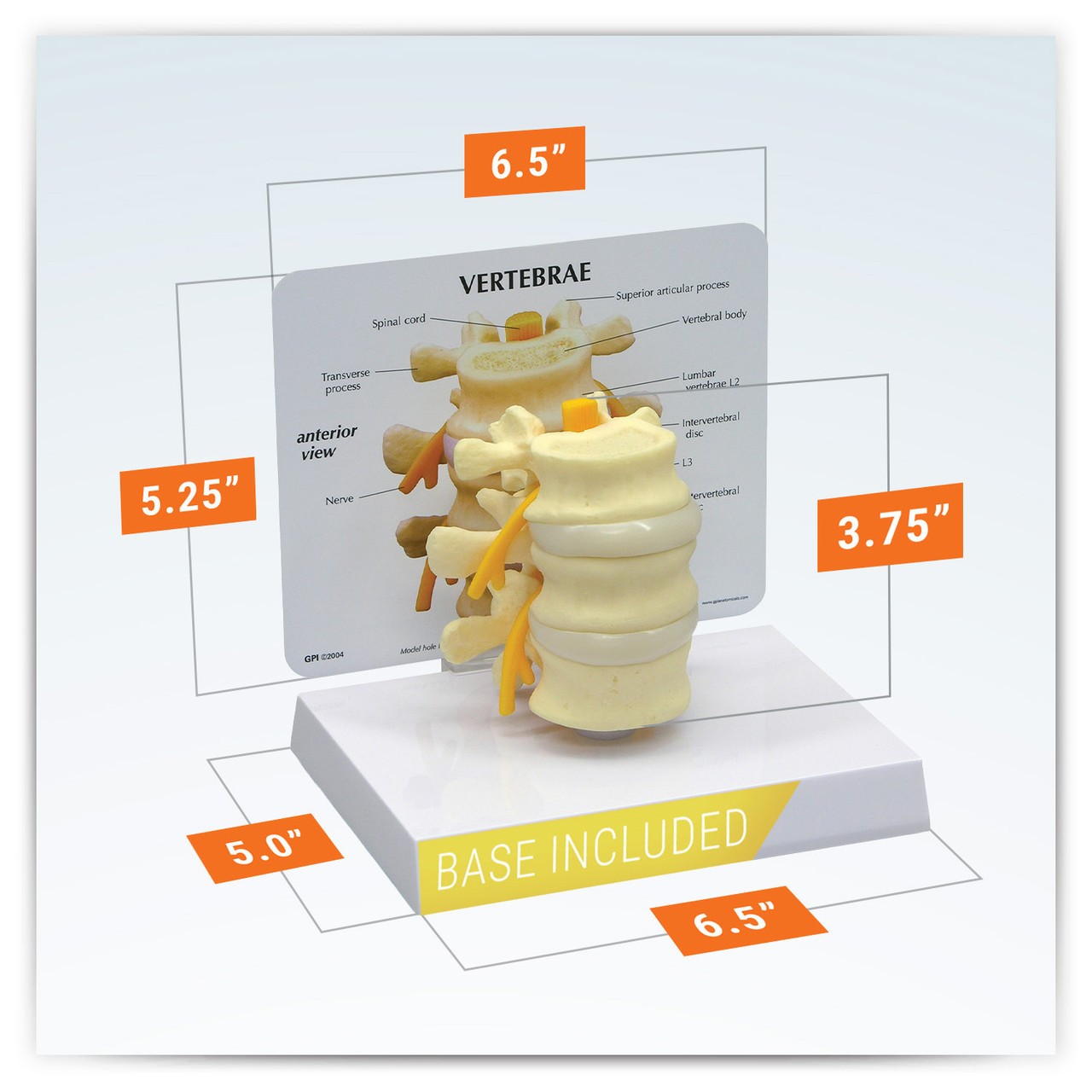 3 Piece Vertebrae Anatomy Model, L2 L3 and L4