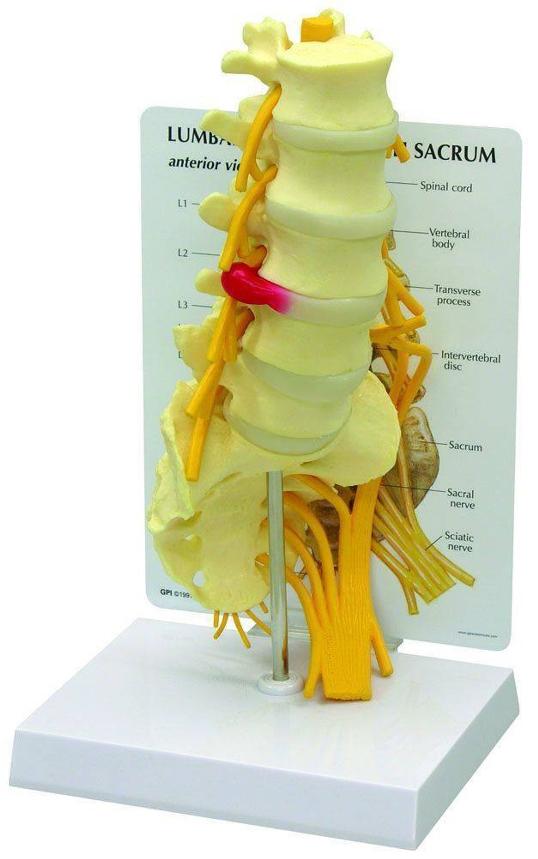 5 Piece Vertebral Column Anatomy Model With Sacrum