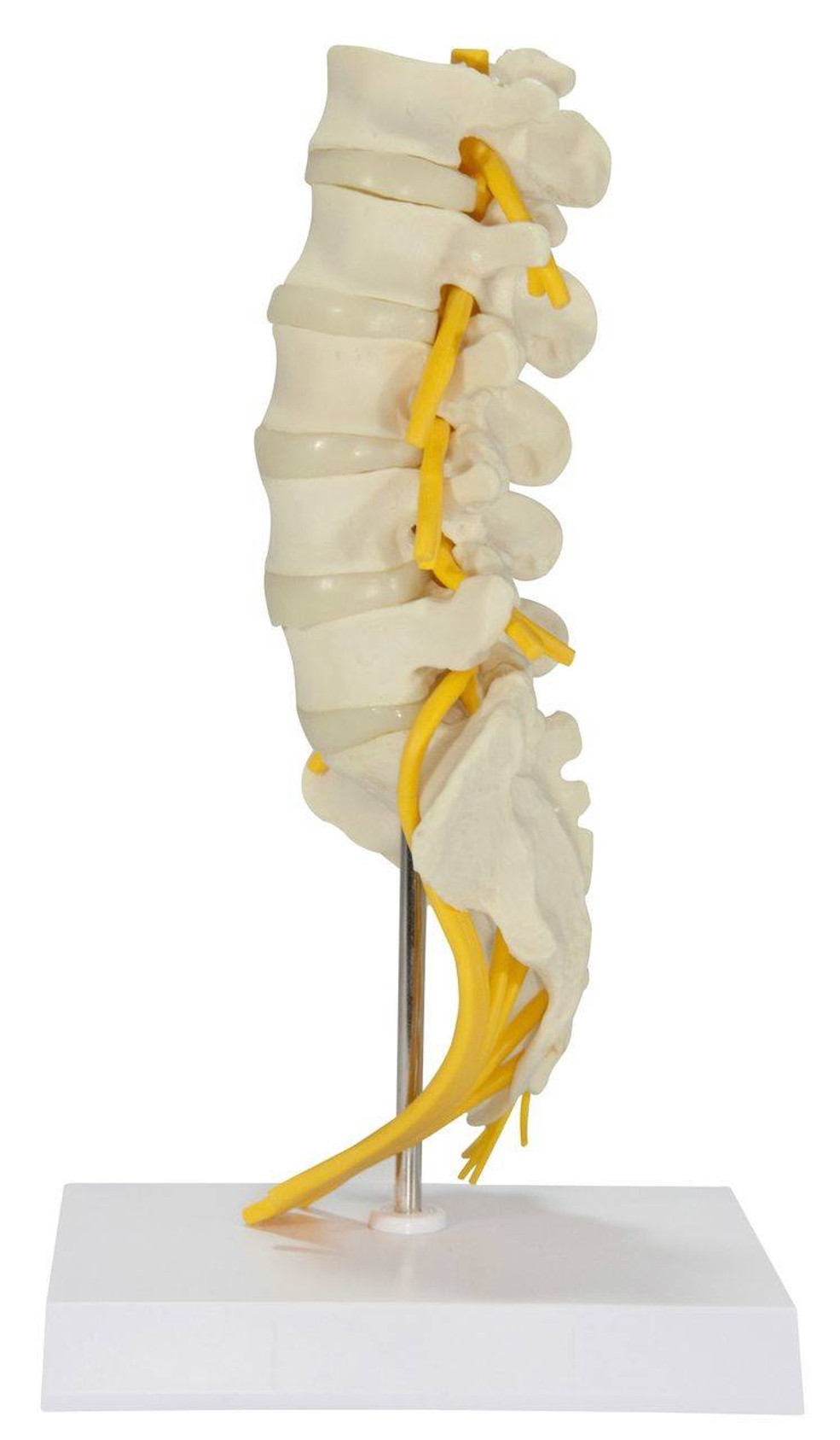 5 Piece Vertebral Column Anatomy Model With Sacrum