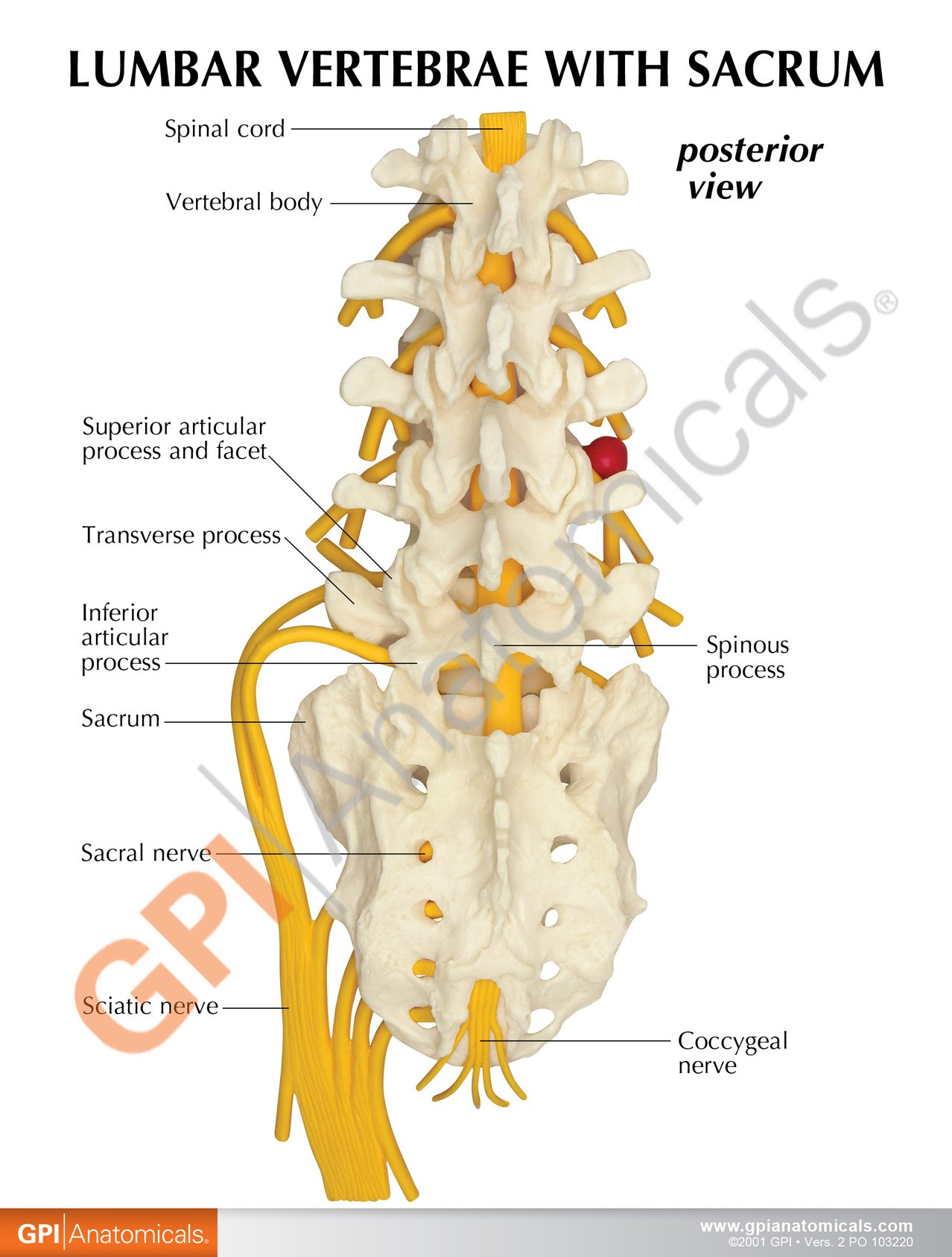 5 Piece Vertebral Column Anatomy Model With Sacrum