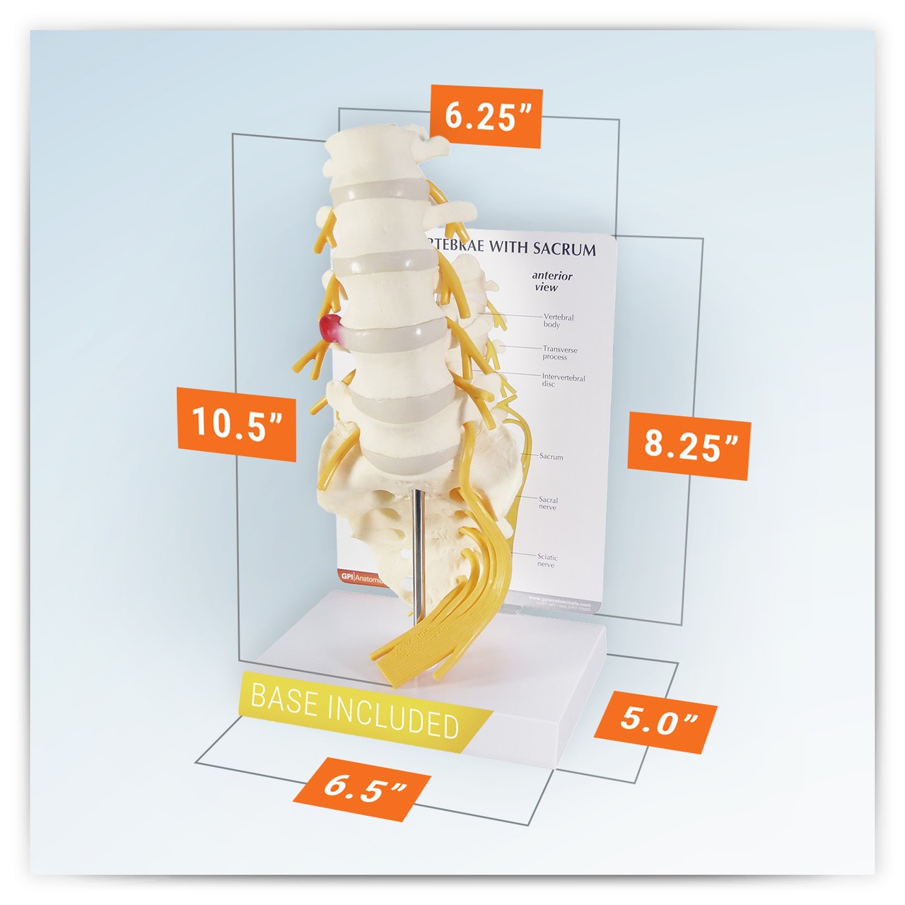 5 Piece Vertebral Column Anatomy Model With Sacrum