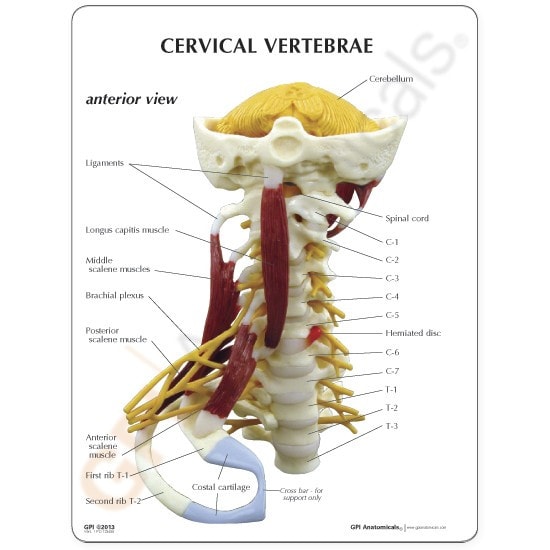 Deluxe Muscled Cervical Anatomy Model