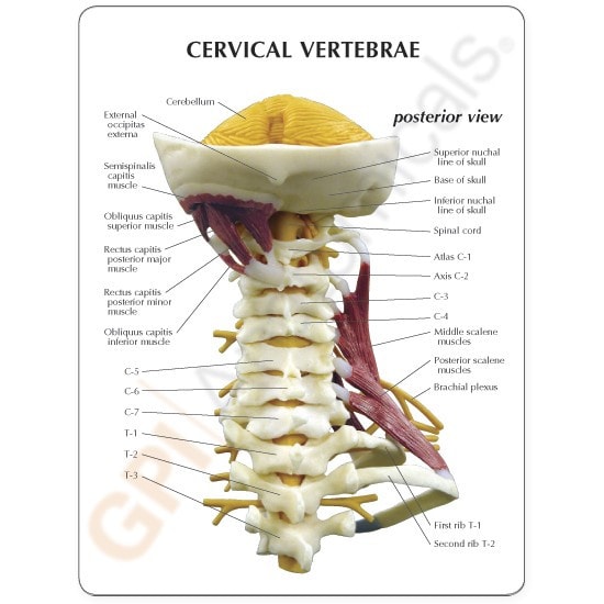 Deluxe Muscled Cervical Anatomy Model