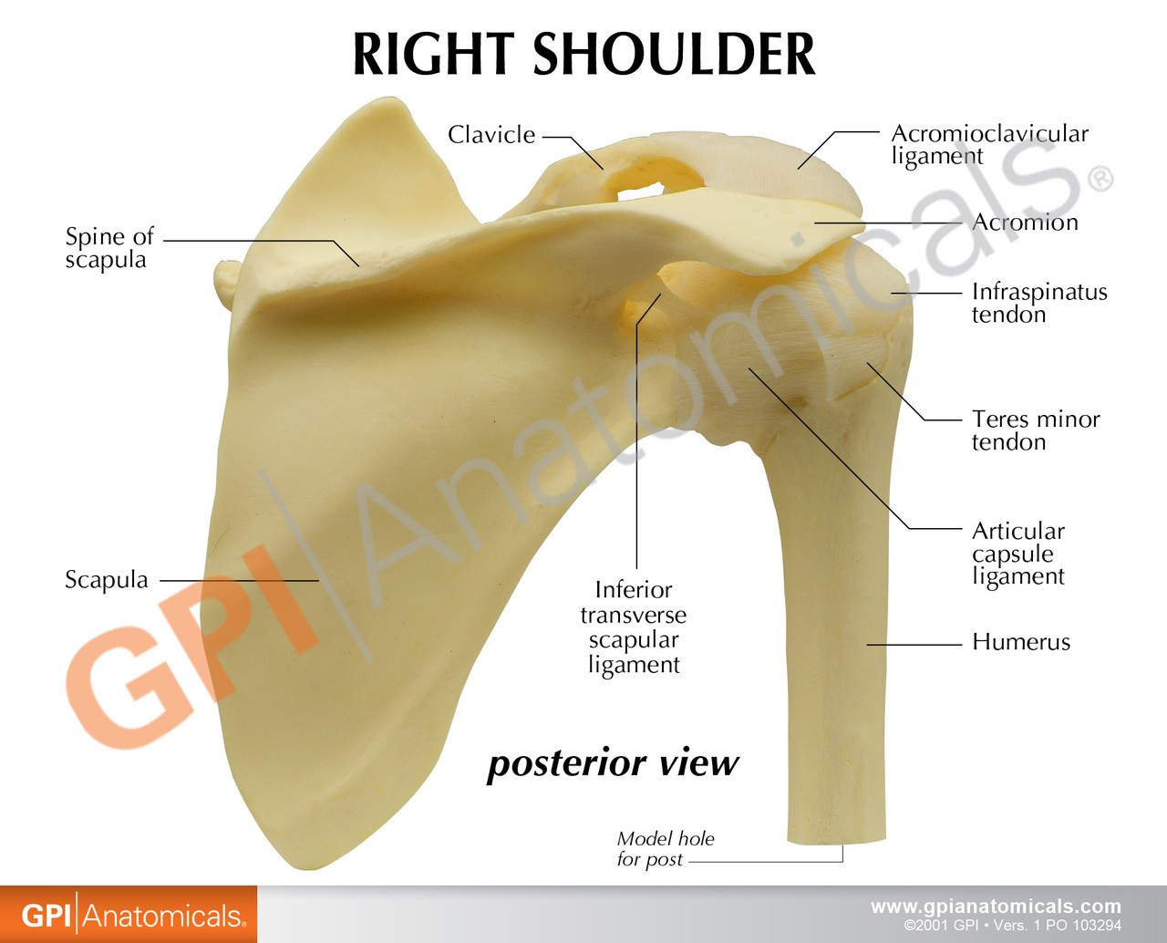 Basic Shoulder Joint Anatomy Model