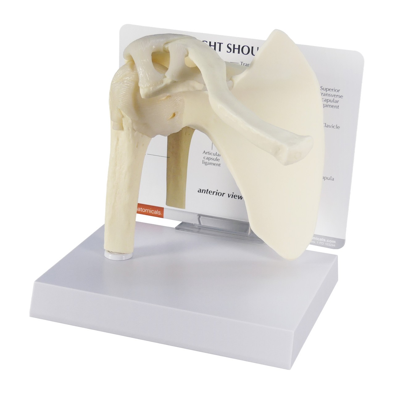 Basic Shoulder Joint Anatomy Model