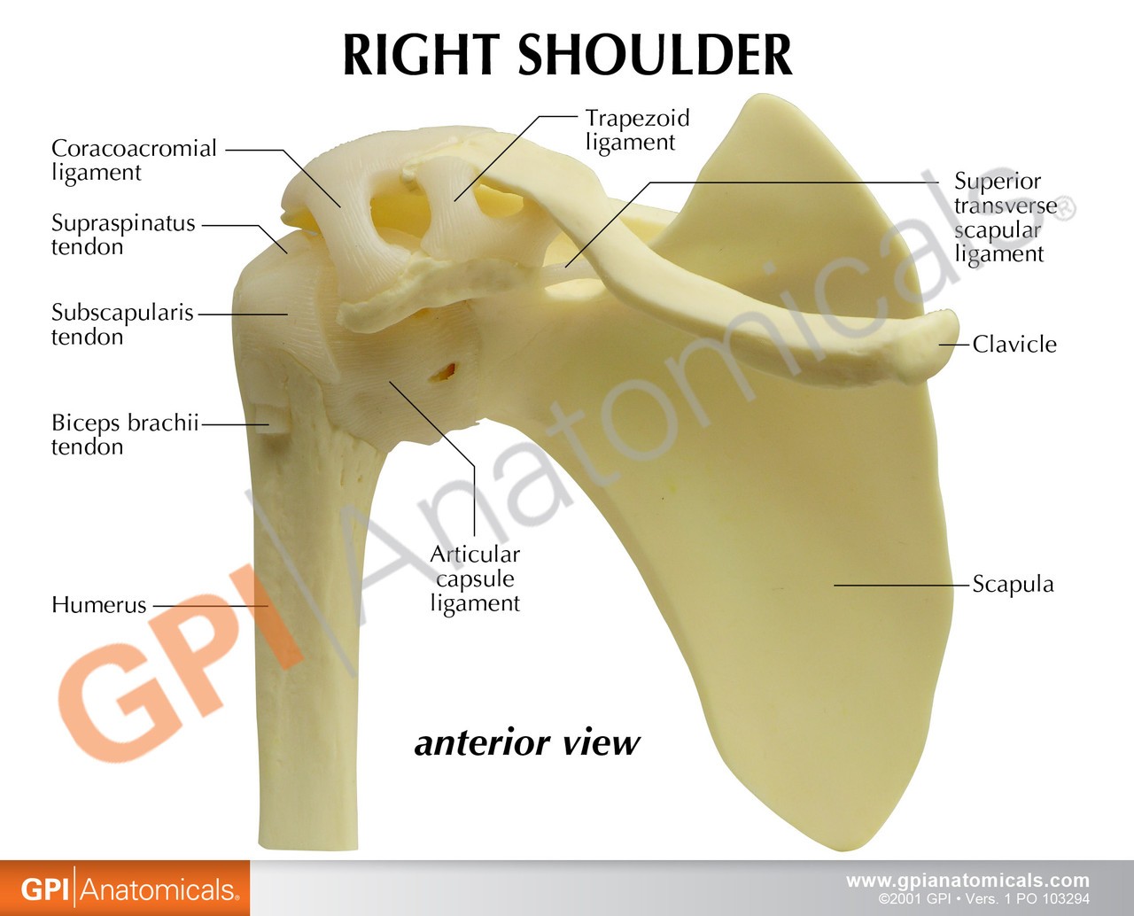 Basic Shoulder Joint Anatomy Model