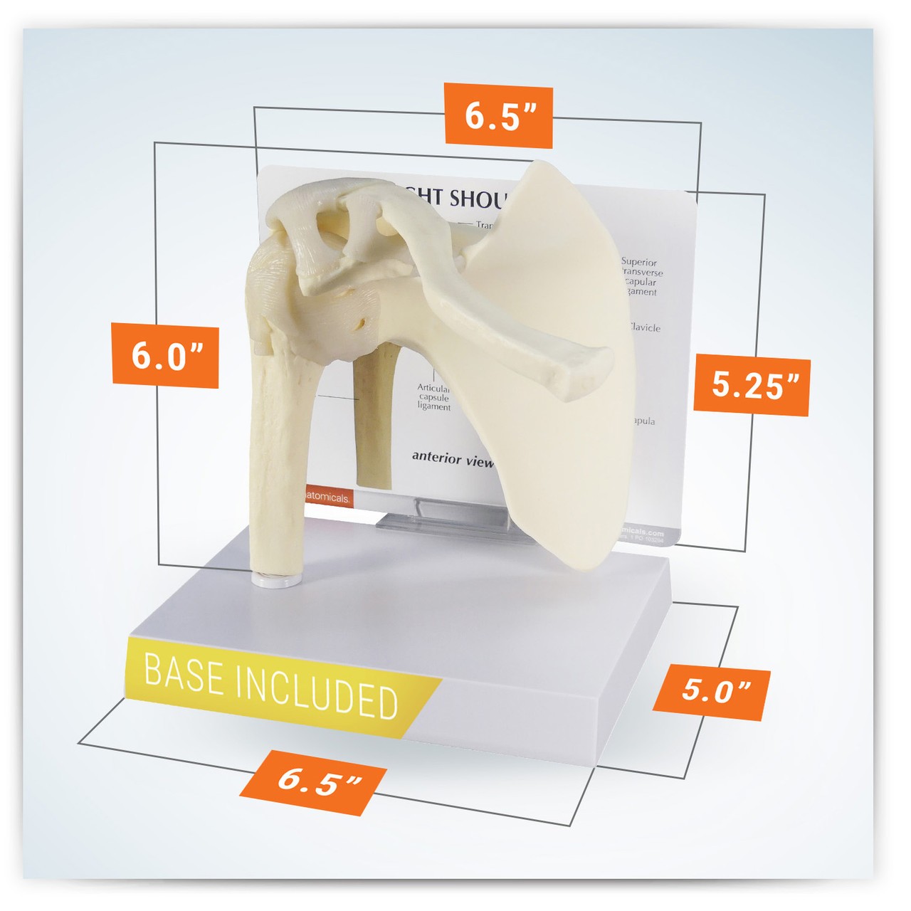 Basic Shoulder Joint Anatomy Model