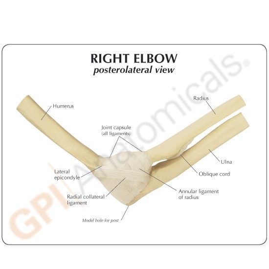 Basic Elbow Joint Anatomy Model