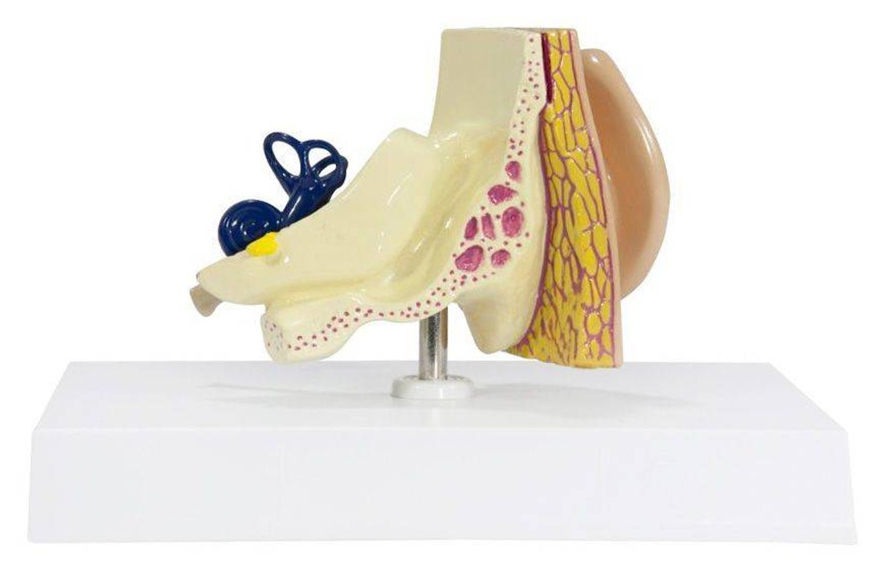 Basic Ear Anatomy Model