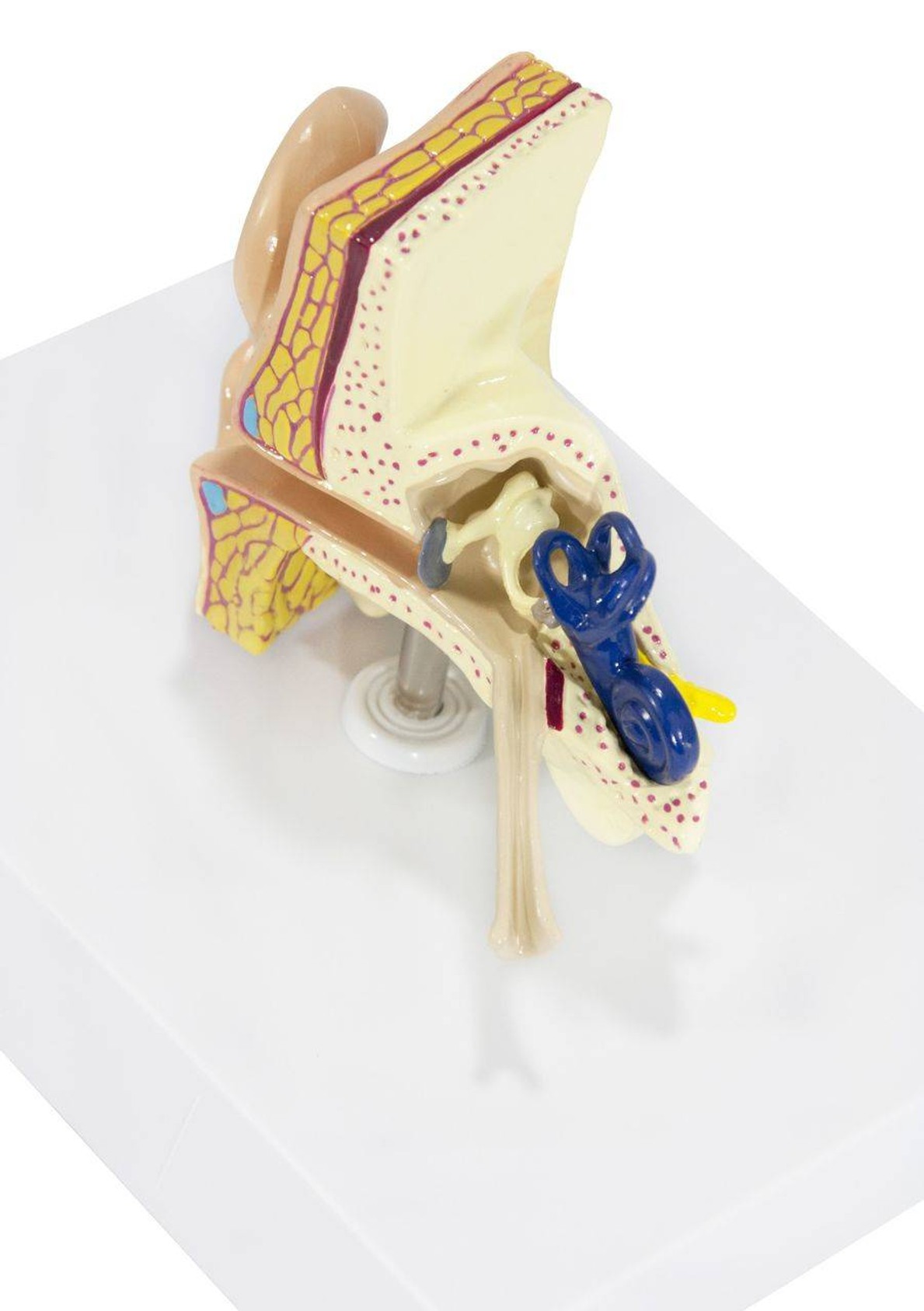 Basic Ear Anatomy Model
