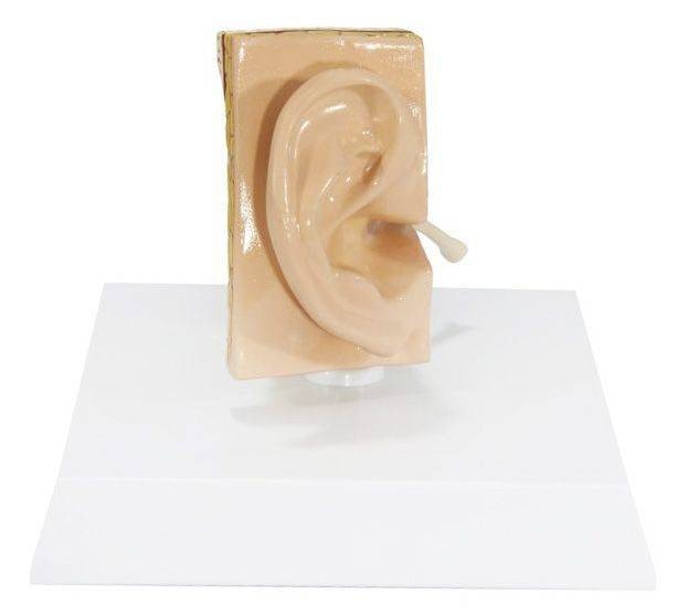 Basic Ear Anatomy Model