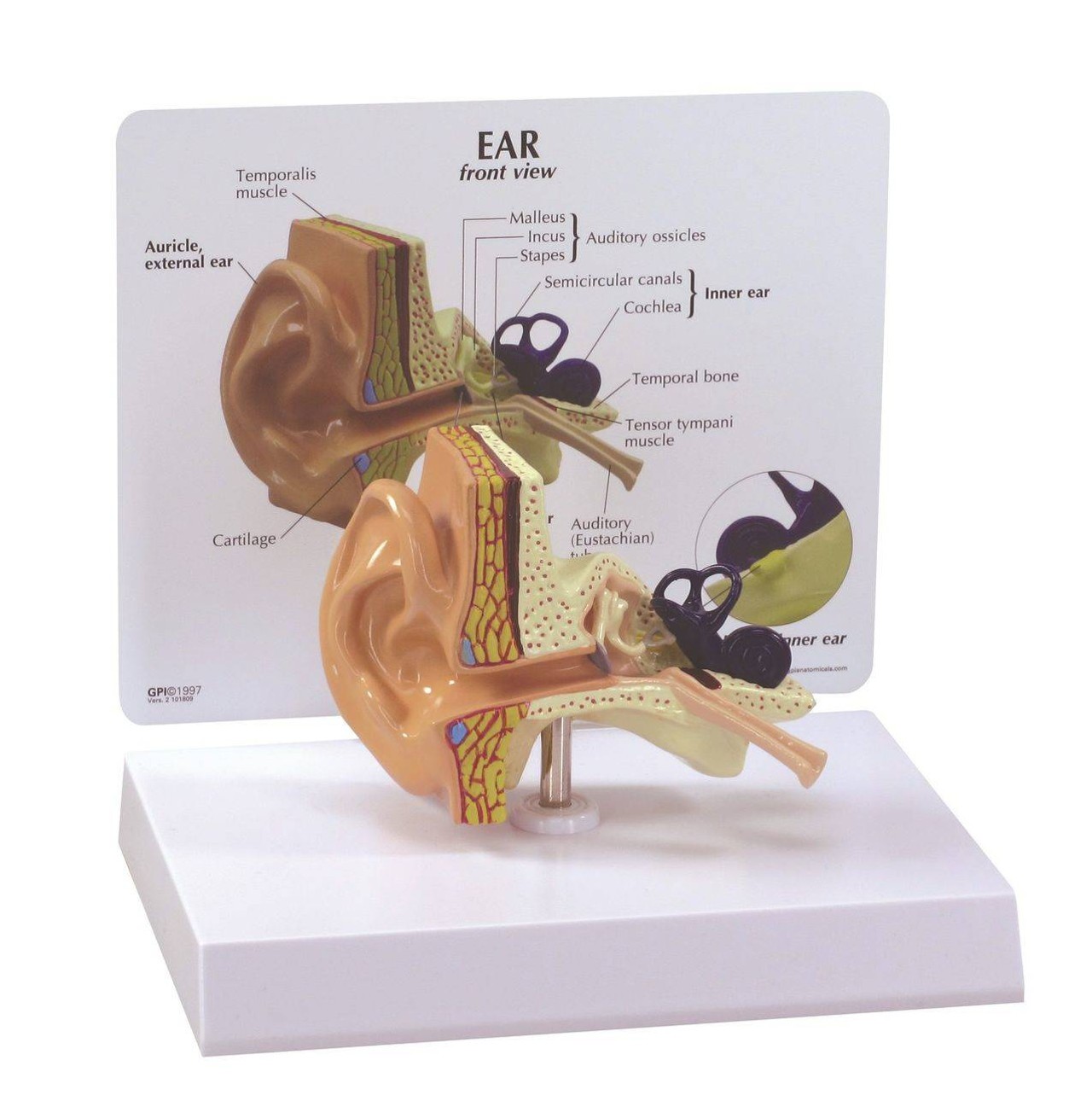 Basic Ear Anatomy Model