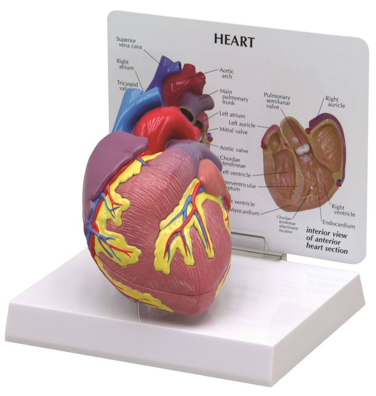 Basic Heart Anatomy Model