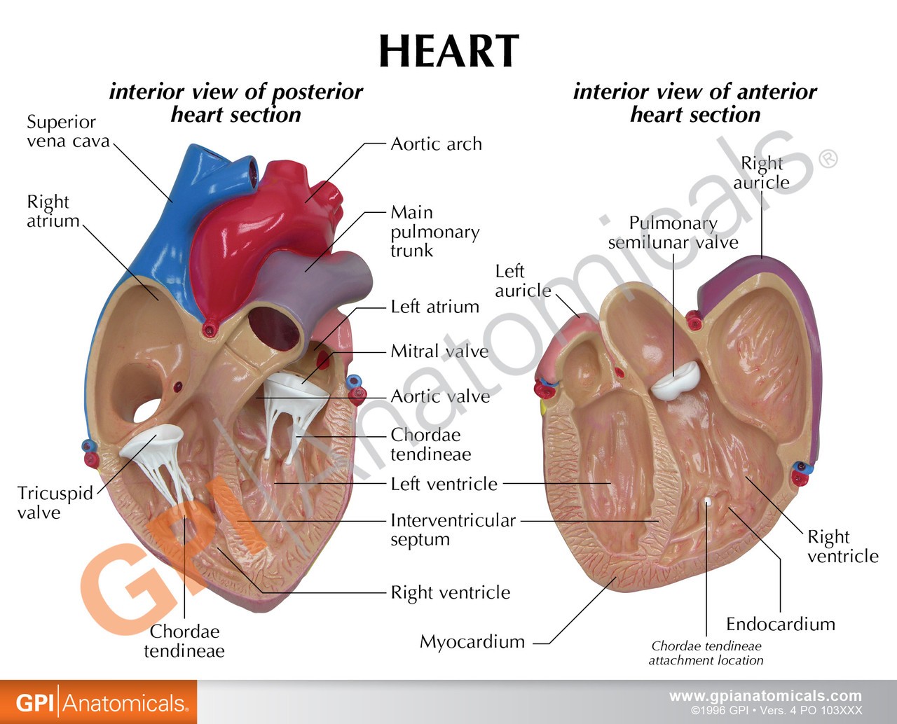 Basic Heart Anatomy Model - education card