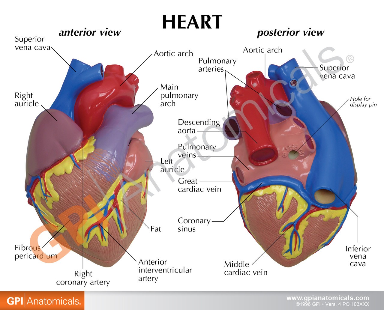 GPI Anatomicals Basic Heart Anatomy Model | Anatomy Warehouse