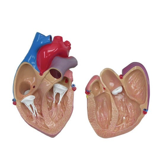 GPI Anatomicals Basic Heart Anatomy Model | Anatomy Warehouse