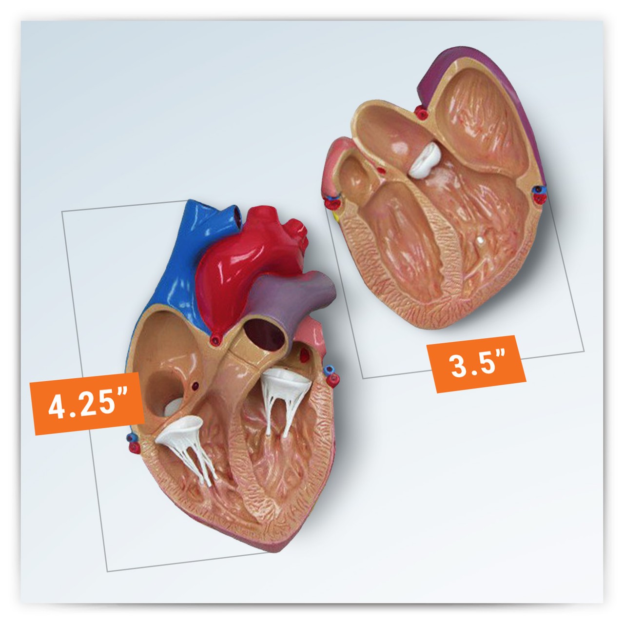GPI Anatomicals Basic Heart Anatomy Model | Anatomy Warehouse
