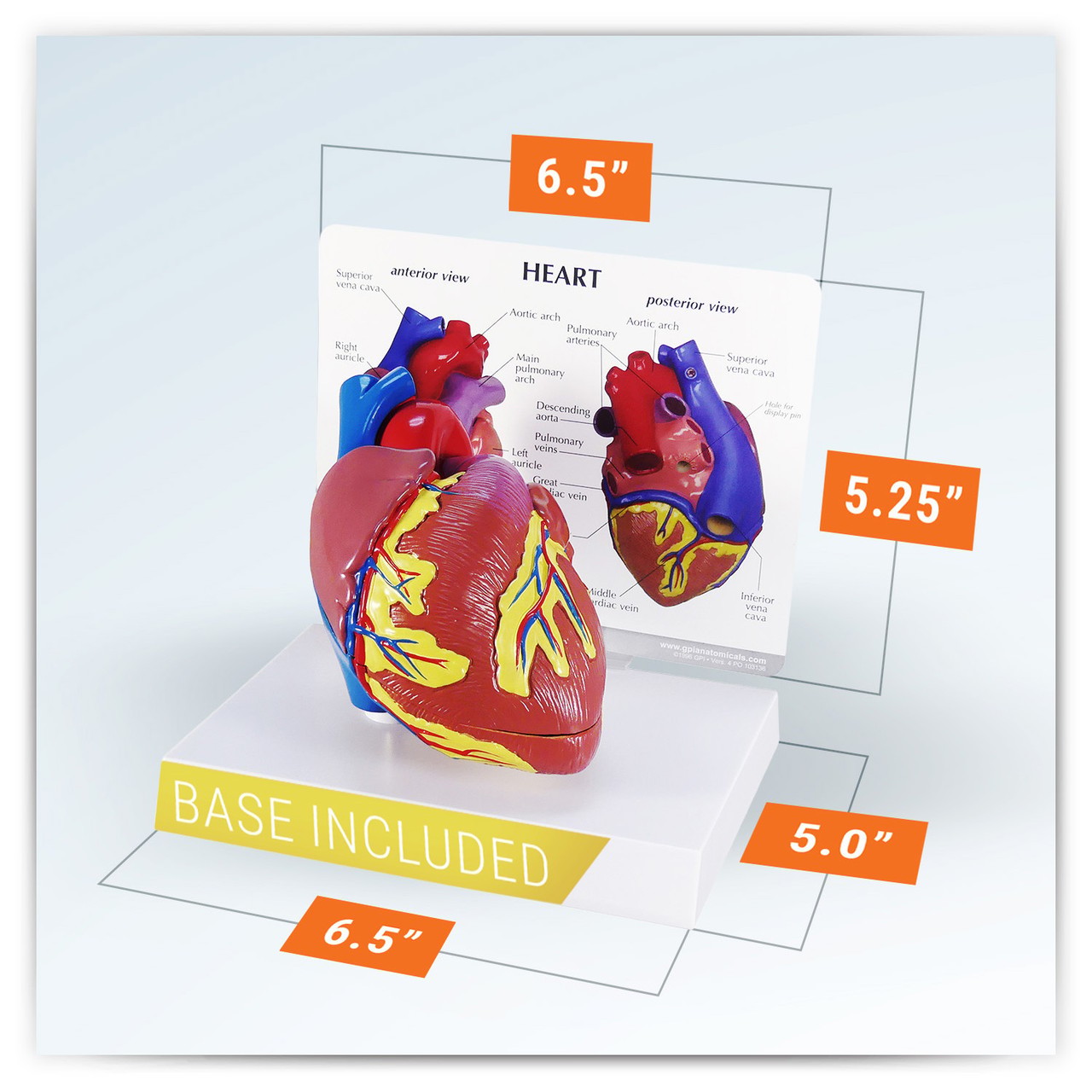 GPI Anatomicals Basic Heart Anatomy Model | Anatomy Warehouse