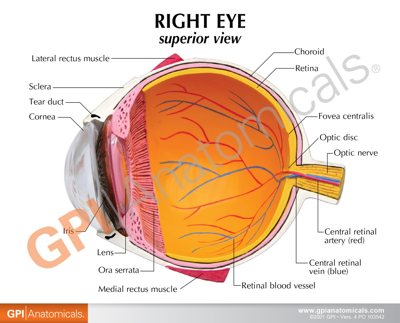 Cutaway Eye Anatomy Model