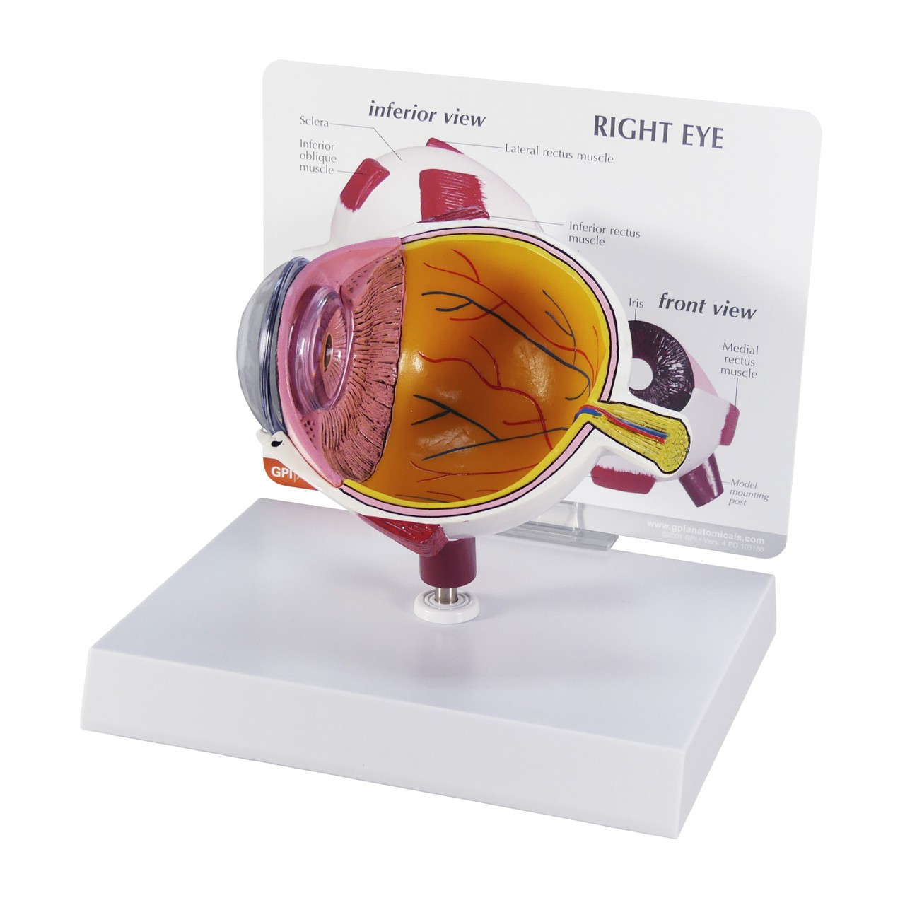 Cutaway Eye Anatomy Model