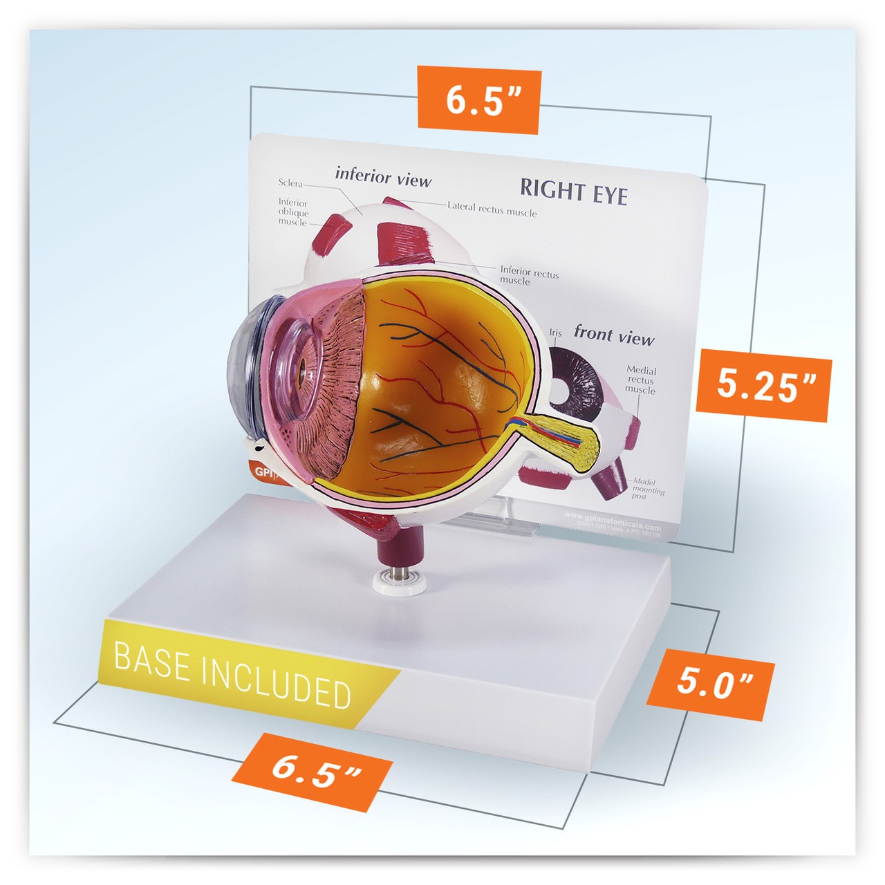 Cutaway Eye Anatomy Model