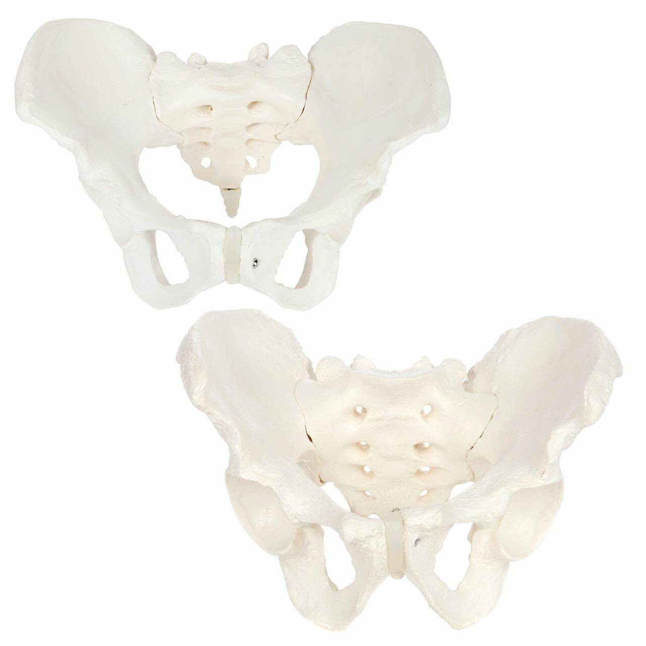 Axis Scientific Skeletal Pelvis Anatomy Model Set