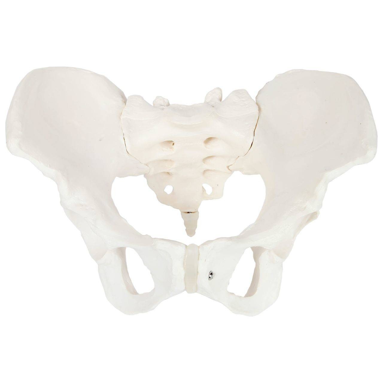 Axis Scientific Skeletal Pelvis Anatomy Model Set