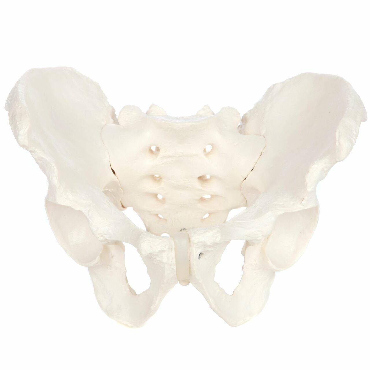 Axis Scientific Skeletal Pelvis Anatomy Model Set