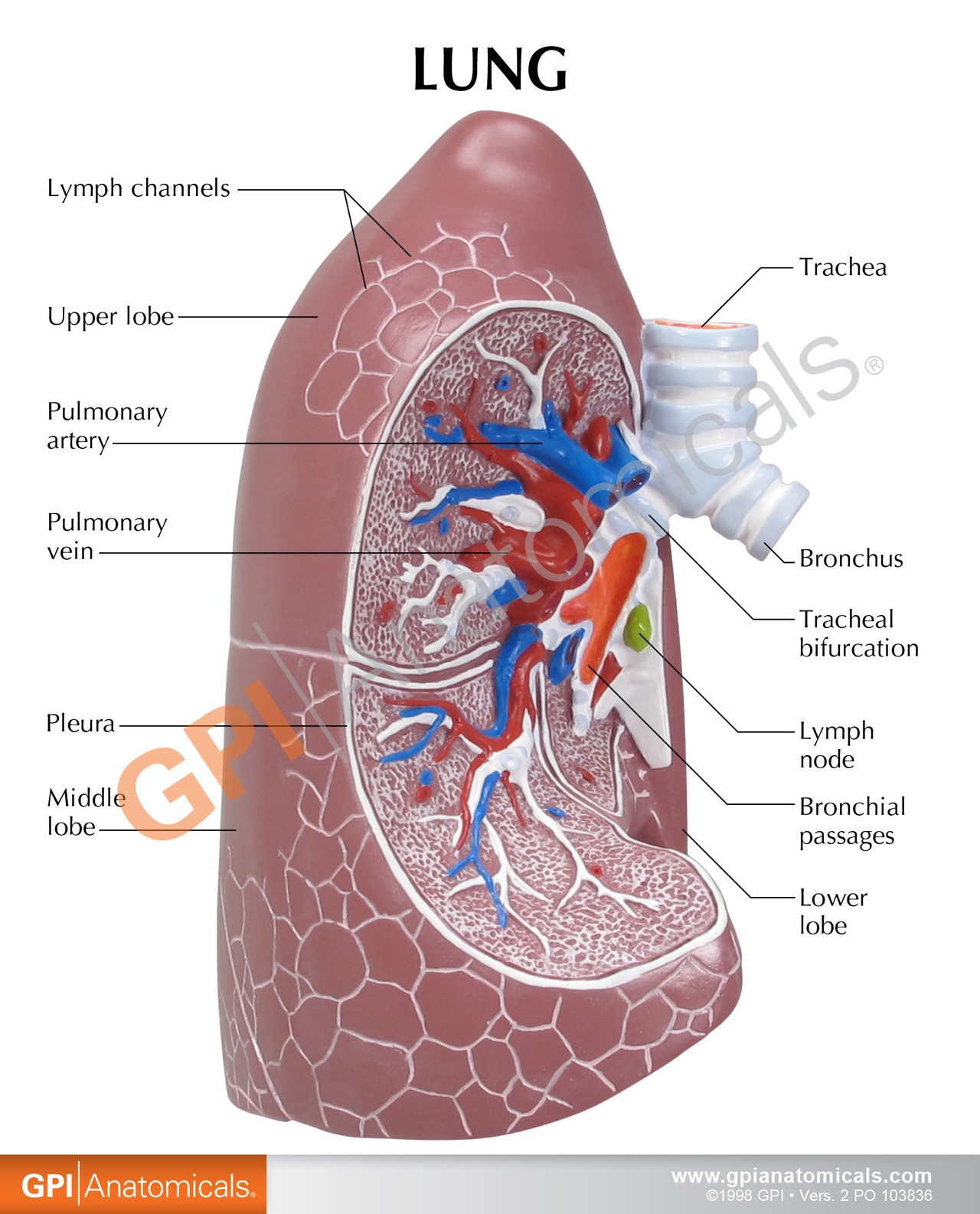 Basic Lung Anatomy Model