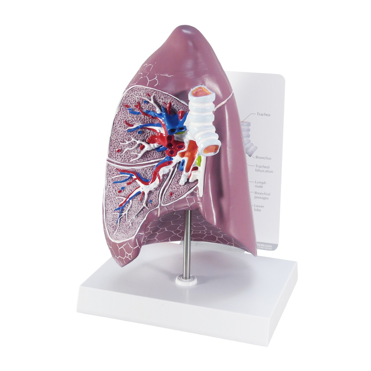 Basic Lung Anatomy Model