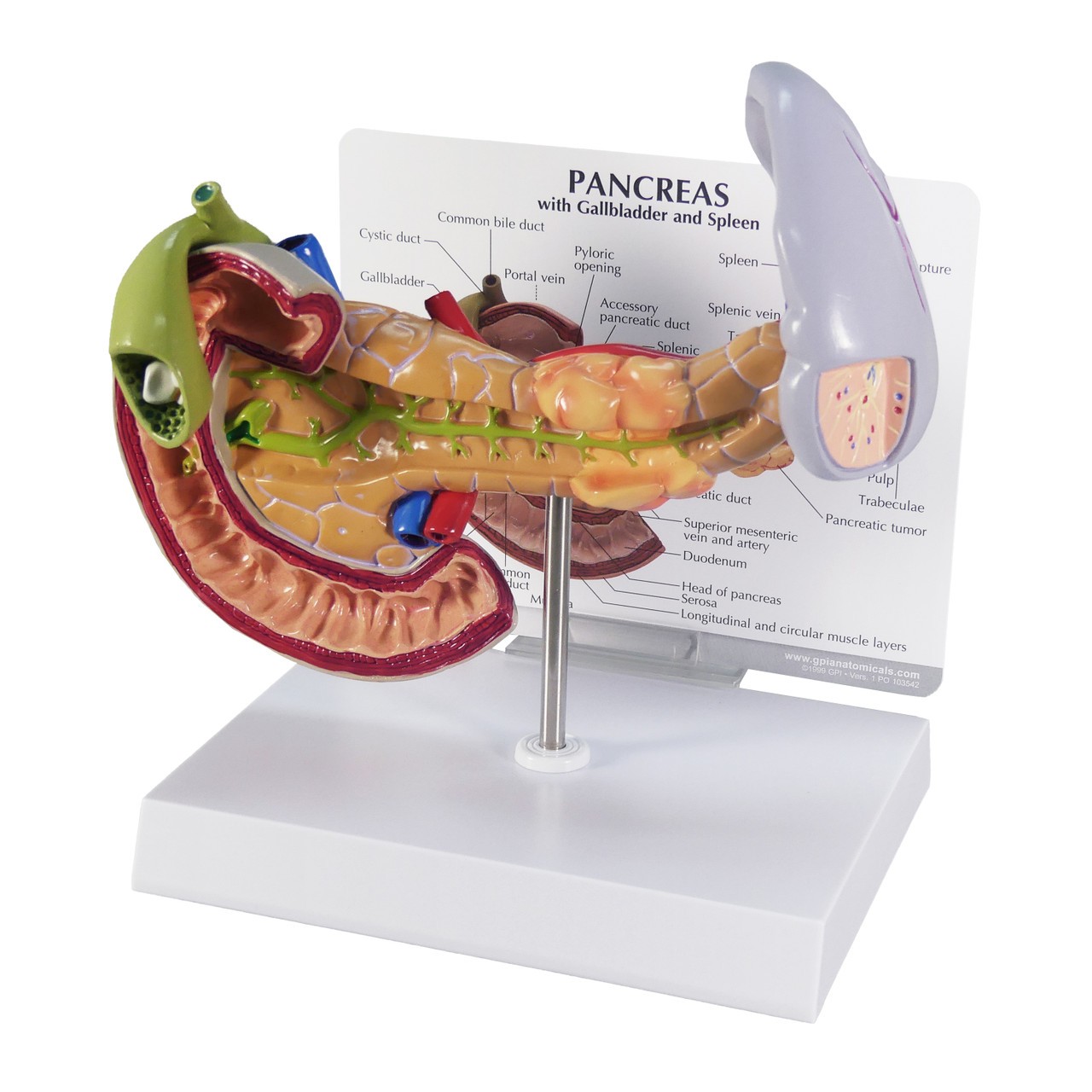 Pancreas Gall Bladder and Spleen Anatomy Model