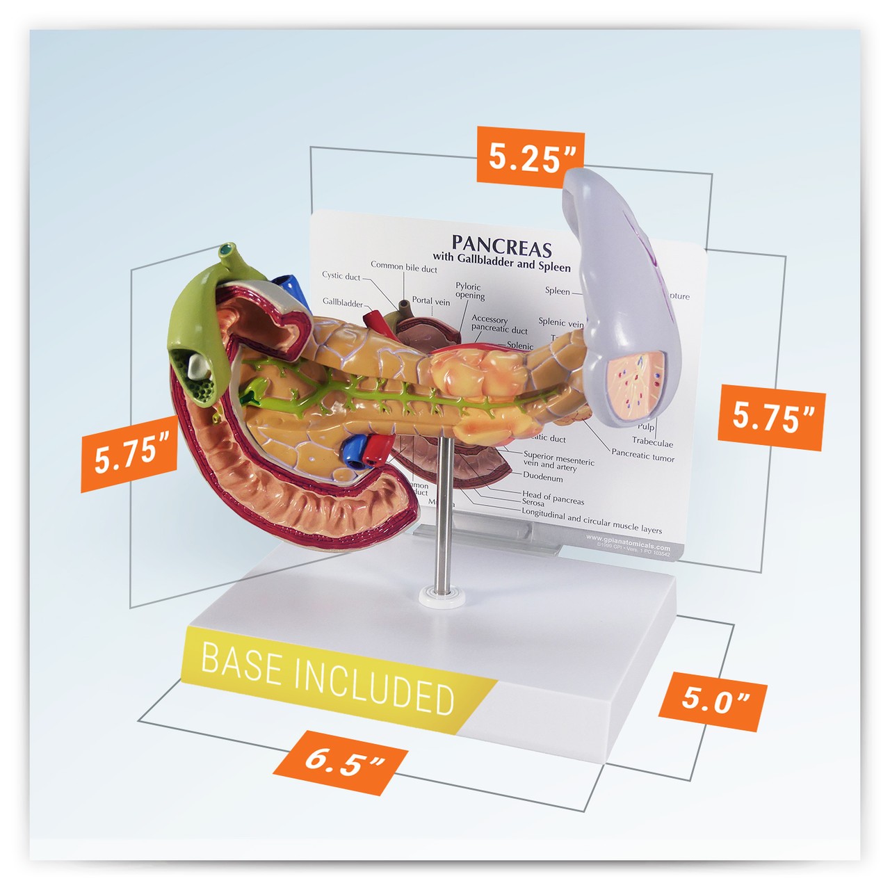 Pancreas Gall Bladder and Spleen Anatomy Model