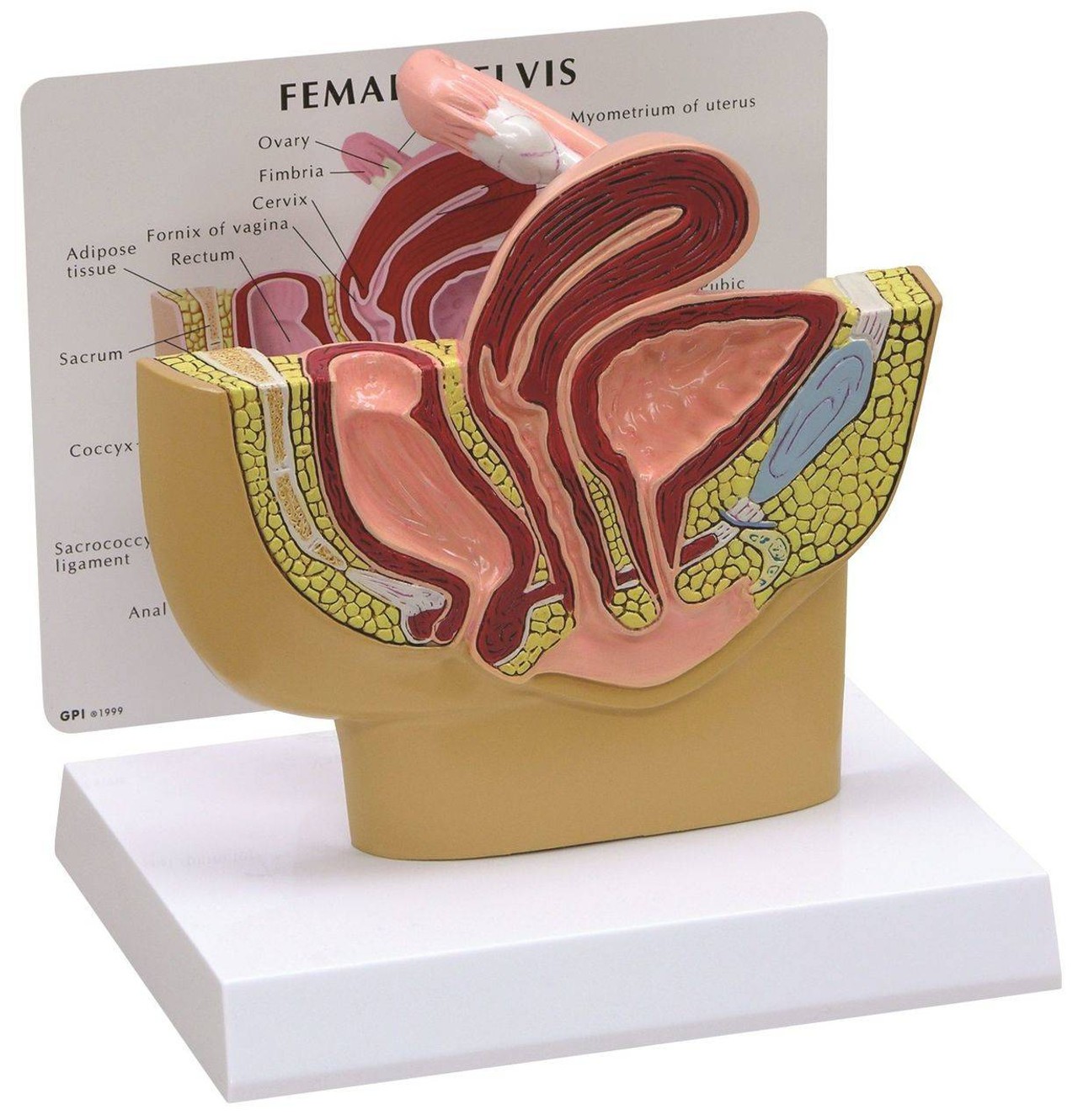 Basic Female Pelvis Section Anatomy Model Basic Female Pelvis Section Anatomy Model