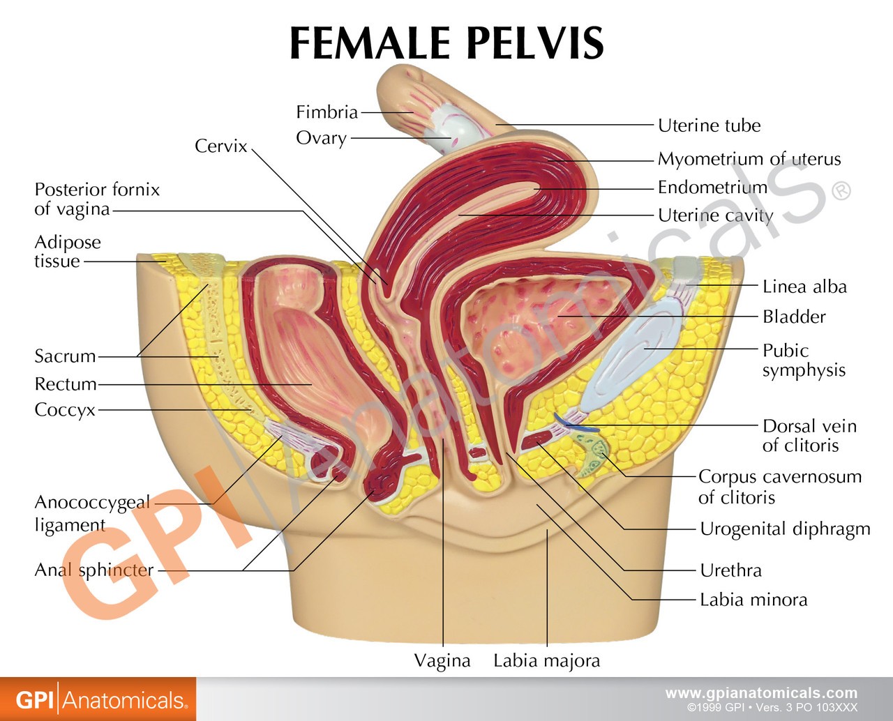 Basic Female Pelvis Section Anatomy Model