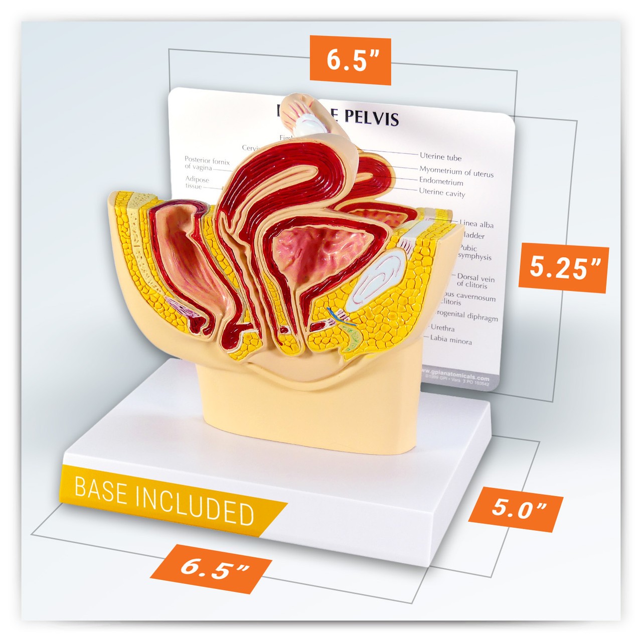 Basic Female Pelvis Section Anatomy Model