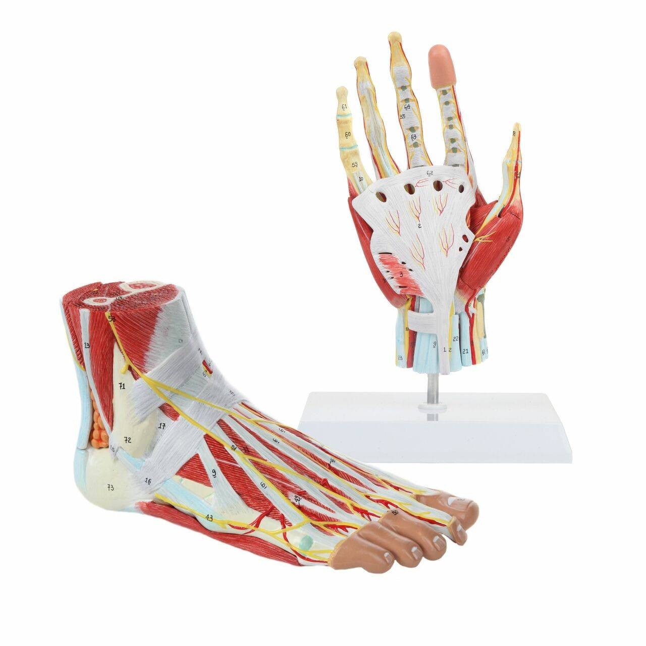 Axis Scientific Hand and Foot Anatomy Model Set | Anatomy Warehouse