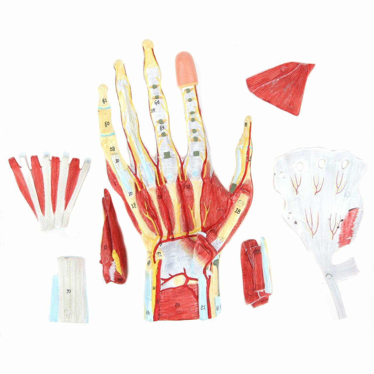 Axis Scientific Hand and Foot Anatomy Model Set