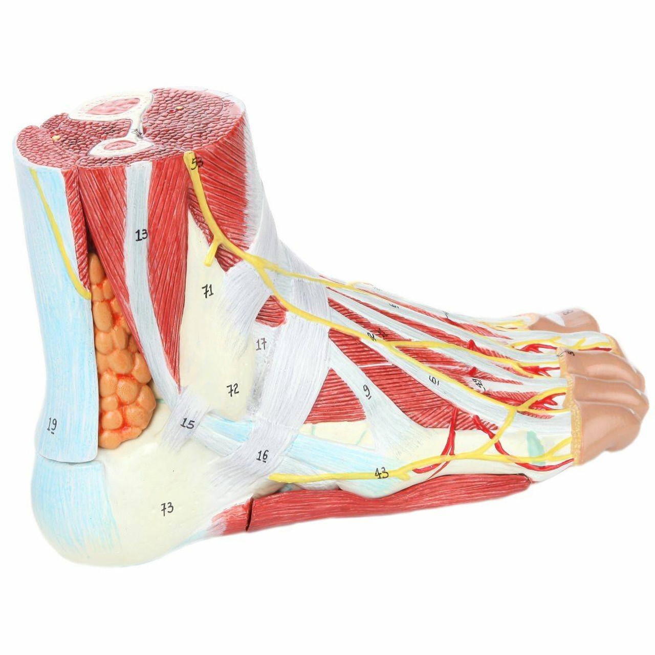 Axis Scientific Hand and Foot Anatomy Model Set