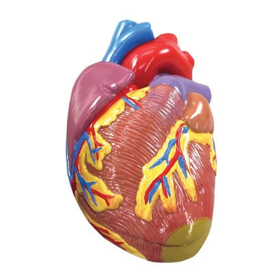 Hypertension Anatomy Model Set