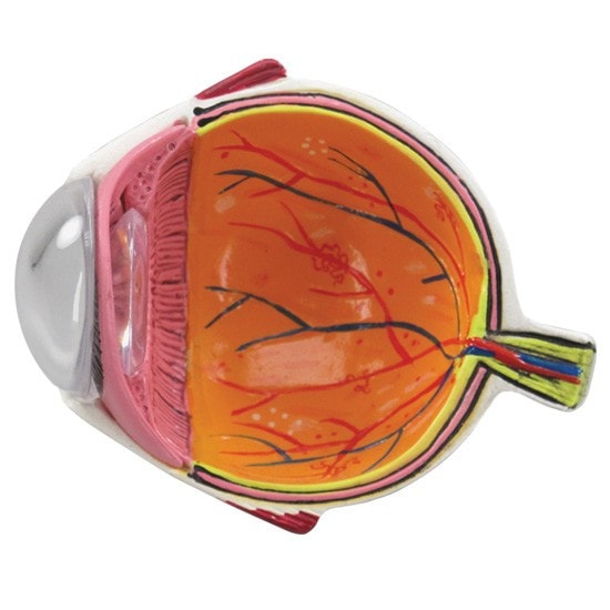 Hypertension Anatomy Model Set