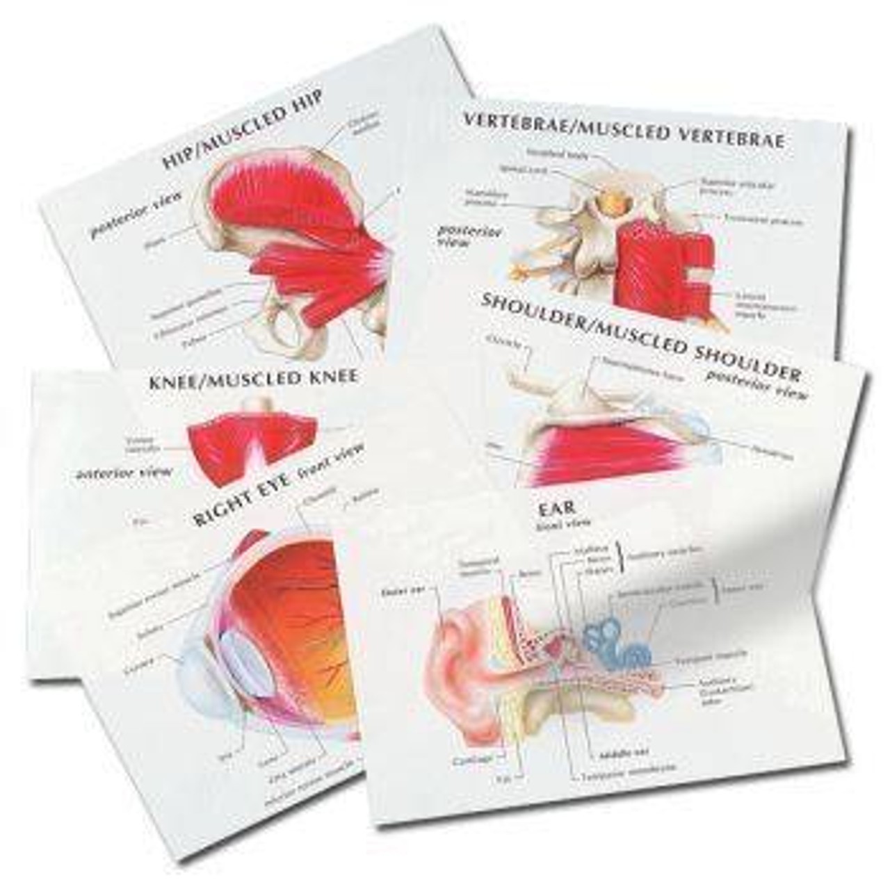 Anatomical Education Transparency Set