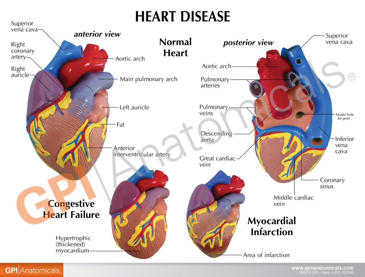 3 Piece Mini Heart Anatomy Models Set