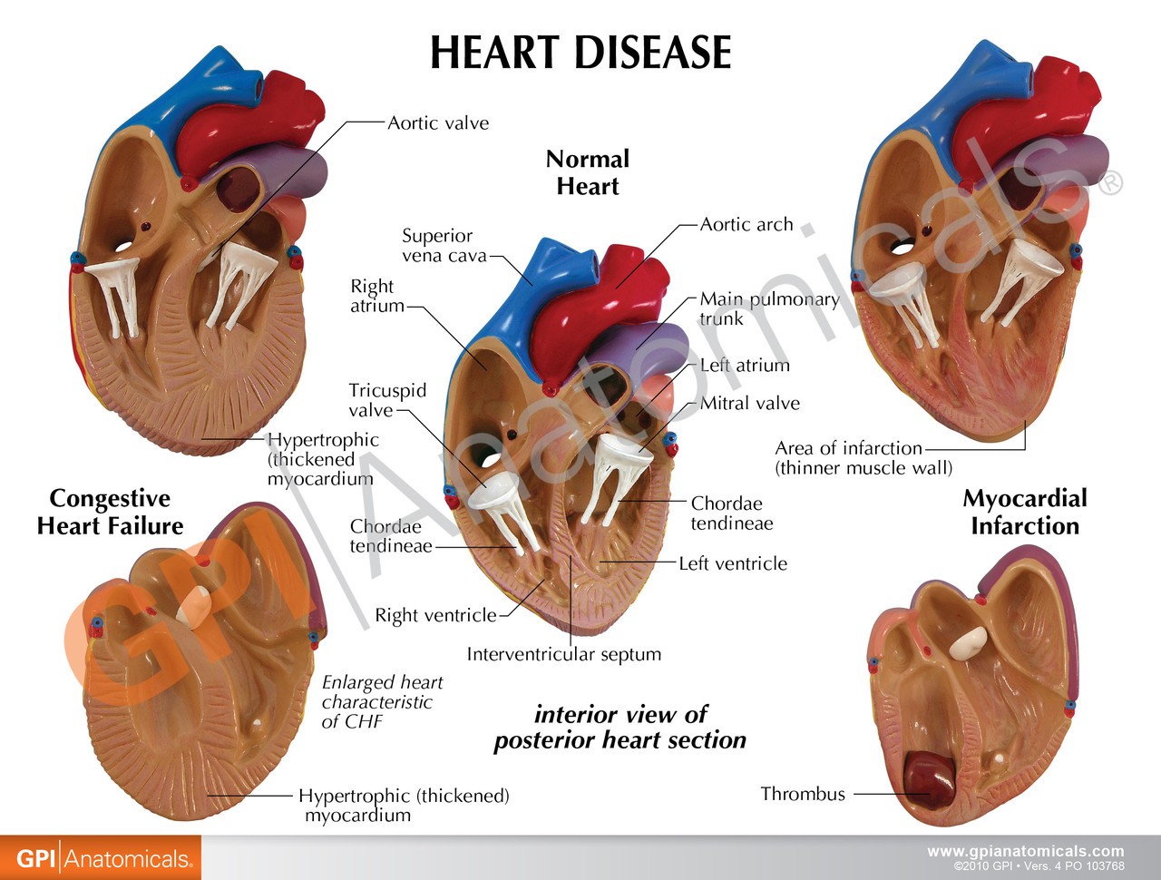 3 Piece Mini Heart Anatomy Models Set